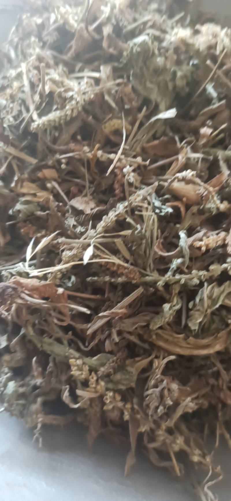 车前草野生车前草批发各种规格中药材质优价廉