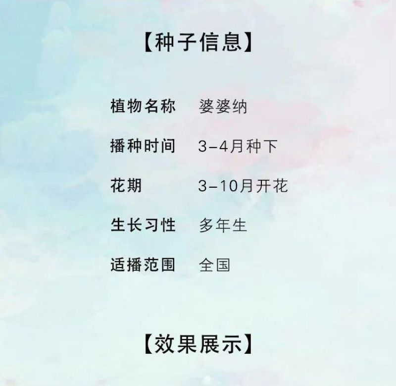 婆婆纳种子，多年生花花卉种子易种室内阳台绿化花卉种子批发