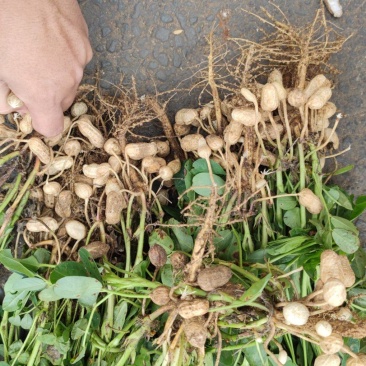 广东湛江鲜花生