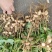 广东湛江鲜花生