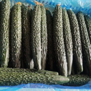 万亩黄瓜大量供应，长期有货，价格便宜，质量很好，要的老板