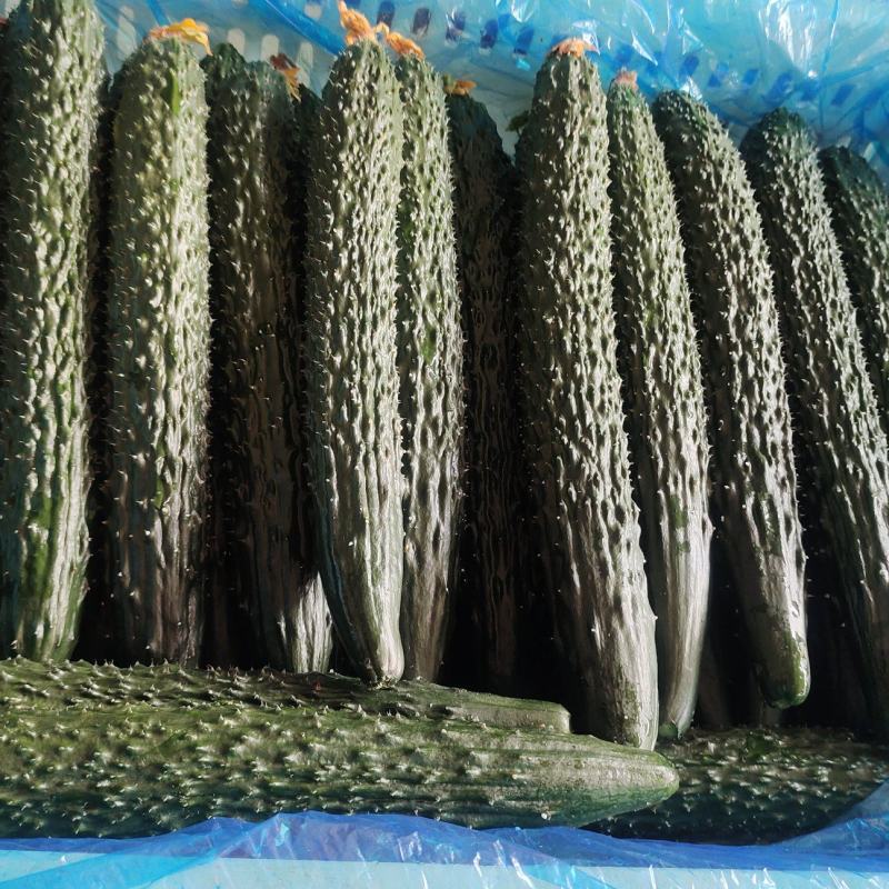 万亩黄瓜大量供应，长期有货，价格便宜，质量很好，要的老板