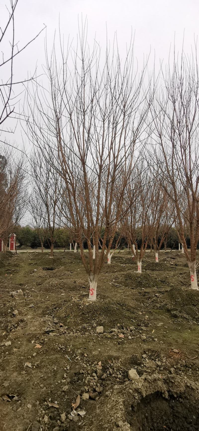苗圃直供各规格精品元宝枫，数量上千颗，欢迎来电咨询