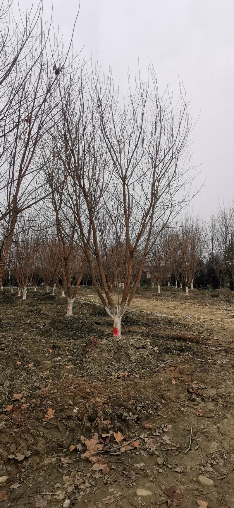 苗圃直供各规格精品元宝枫，数量上千颗，欢迎来电咨询