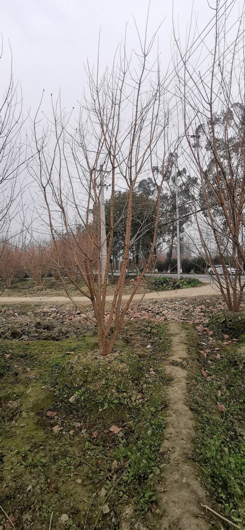 苗圃直供各规格精品元宝枫，数量上千颗，欢迎来电咨询