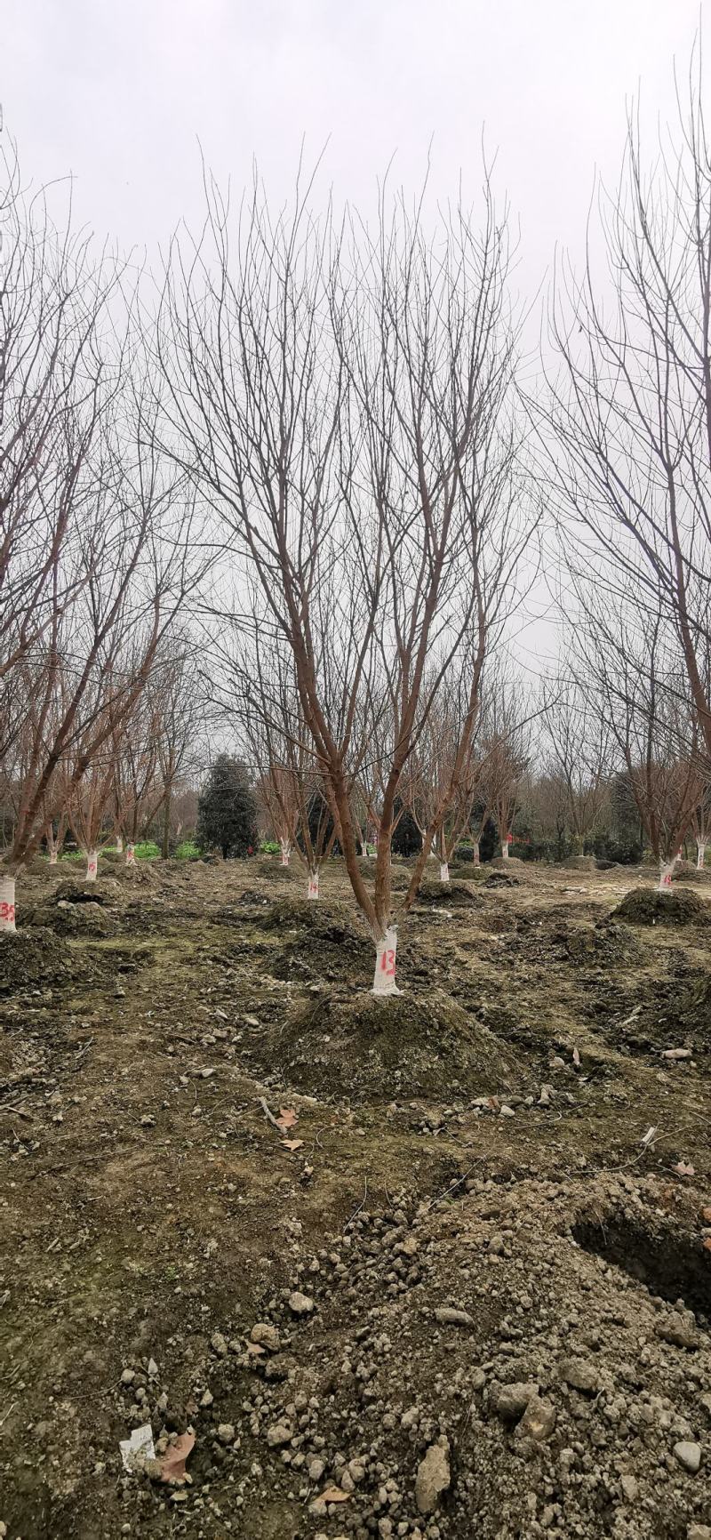 苗圃直供各规格精品元宝枫，数量上千颗，欢迎来电咨询