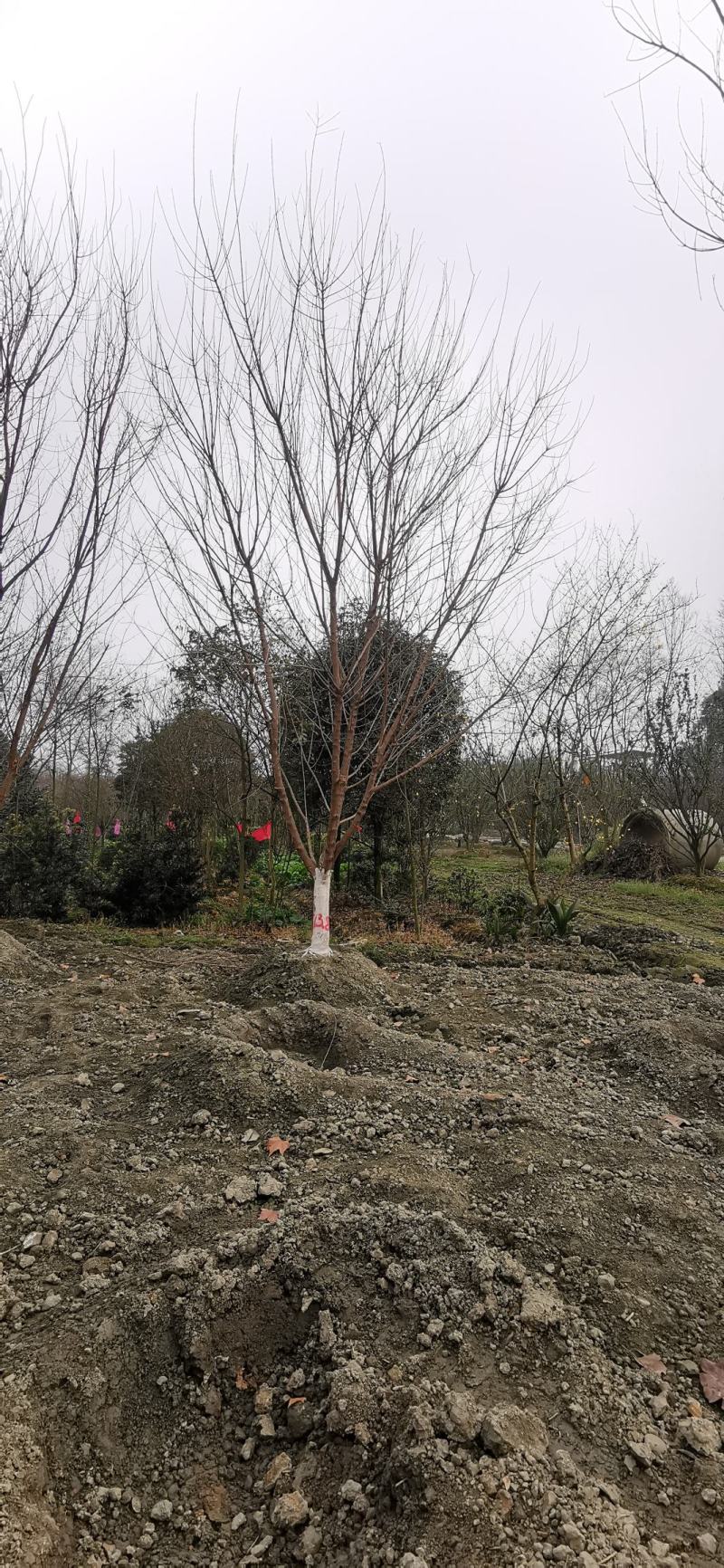 苗圃直供各规格精品元宝枫，数量上千颗，欢迎来电咨询