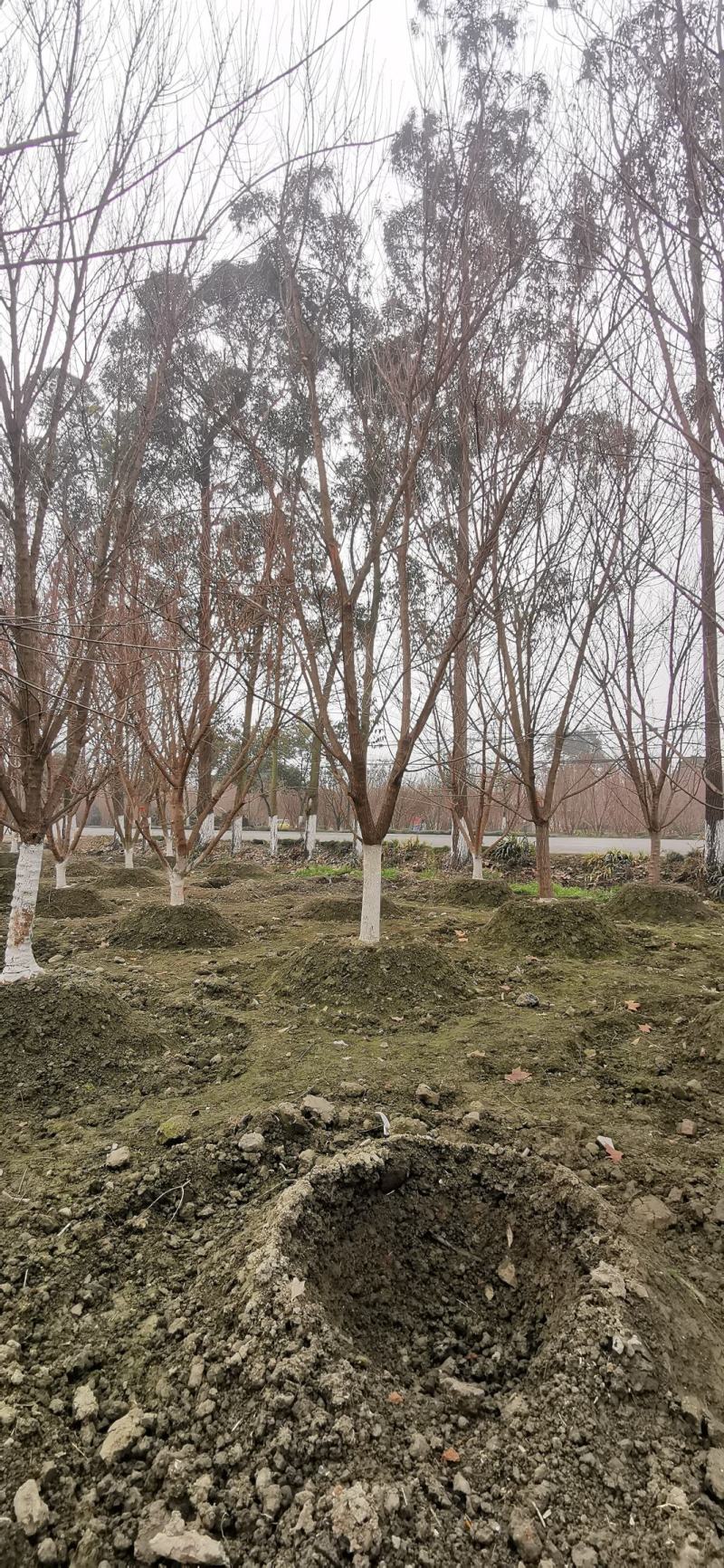 苗圃直供各规格精品元宝枫，数量上千颗，欢迎来电咨询