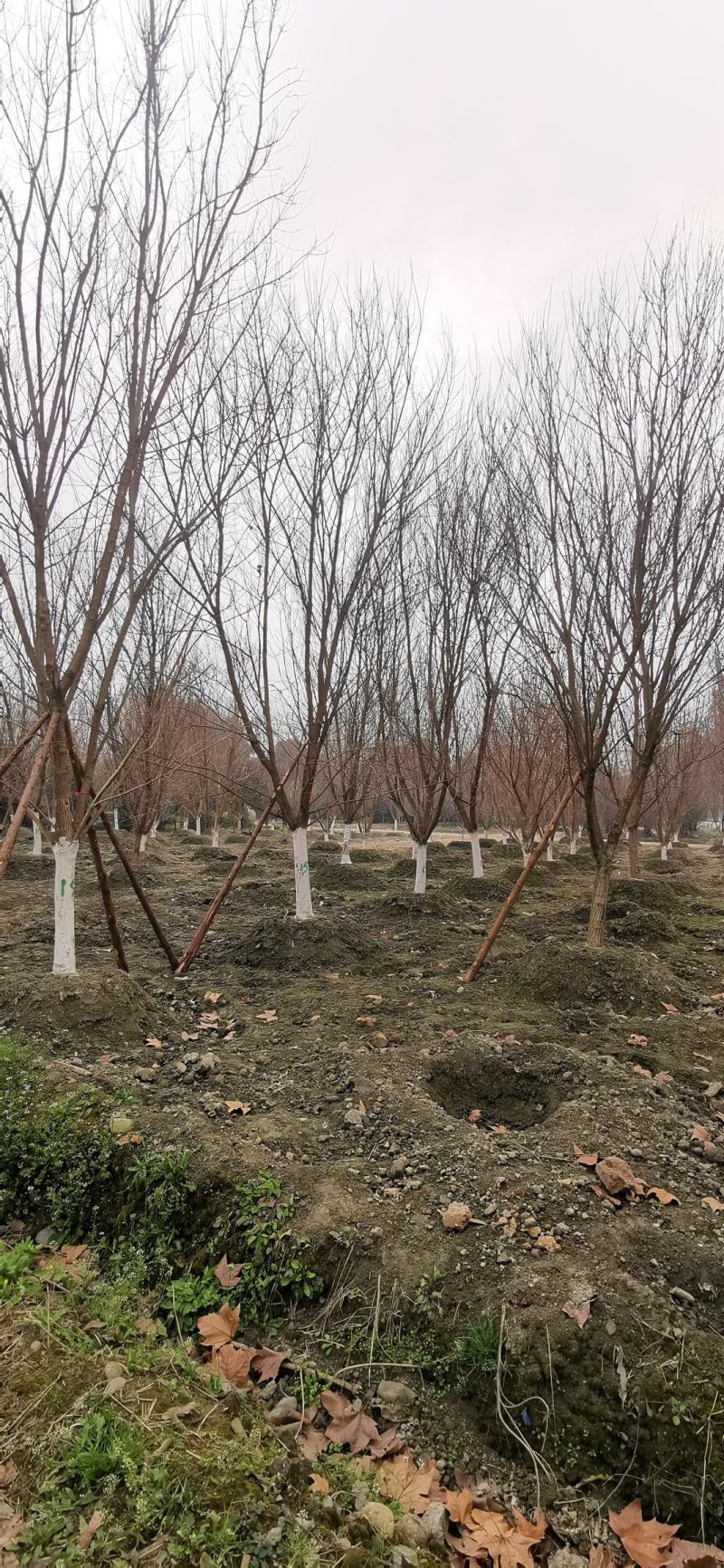 苗圃直供各规格精品元宝枫，数量上千颗，欢迎来电咨询