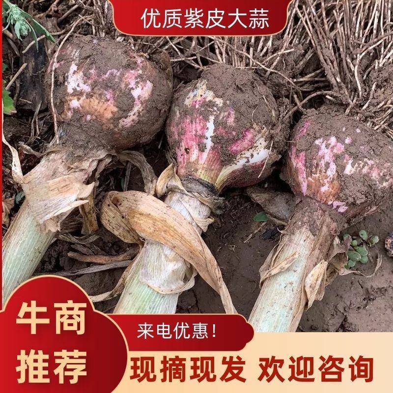饶阳本地紫皮蒜优质大蒜苗蒜把蒜直供各大超市以及各大市场