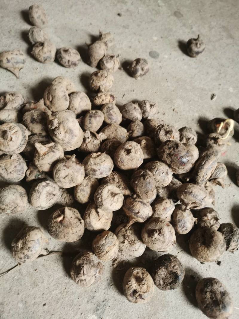 荔浦毛马蹄，荸荠，电商对接一手货源产地直发，爽口化