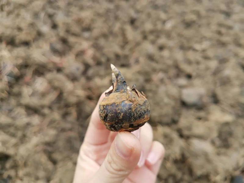 荔浦毛马蹄，荸荠，电商对接一手货源产地直发，爽口化