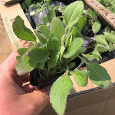 黑心菊，精品苗，黑心菊大量供应100万棵