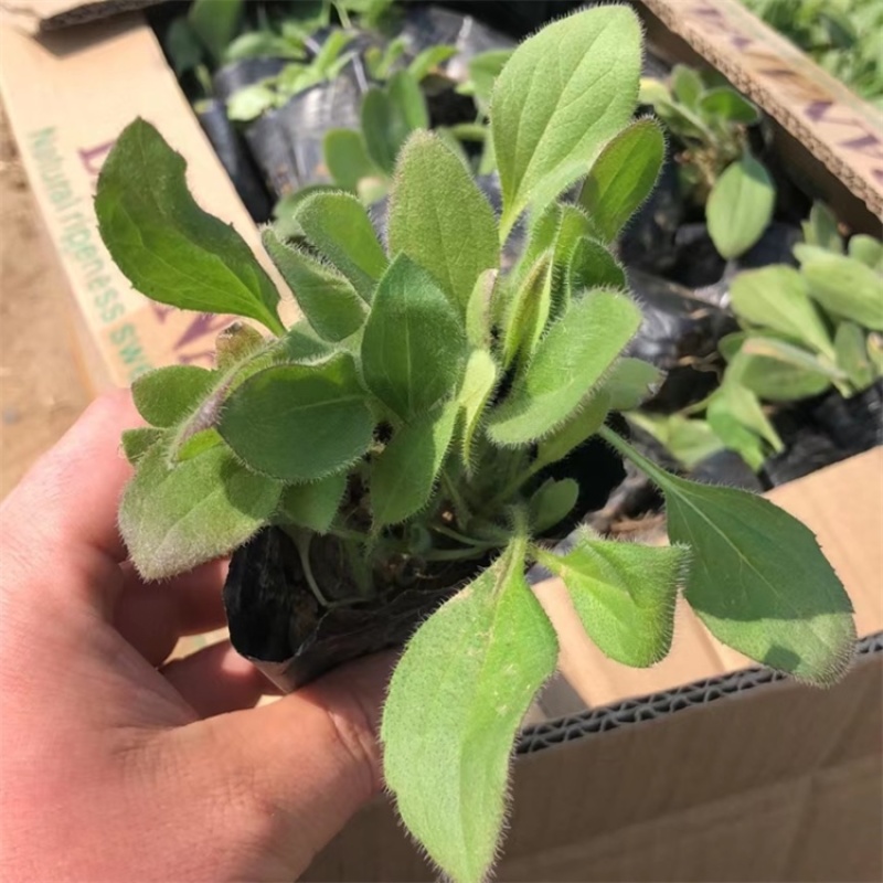 黑心菊，精品苗，黑心菊大量供应100万棵