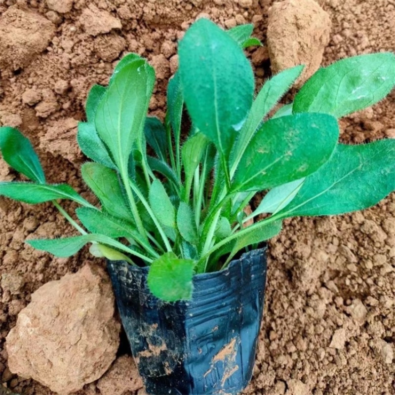 黑心菊，精品苗，黑心菊大量供应100万棵