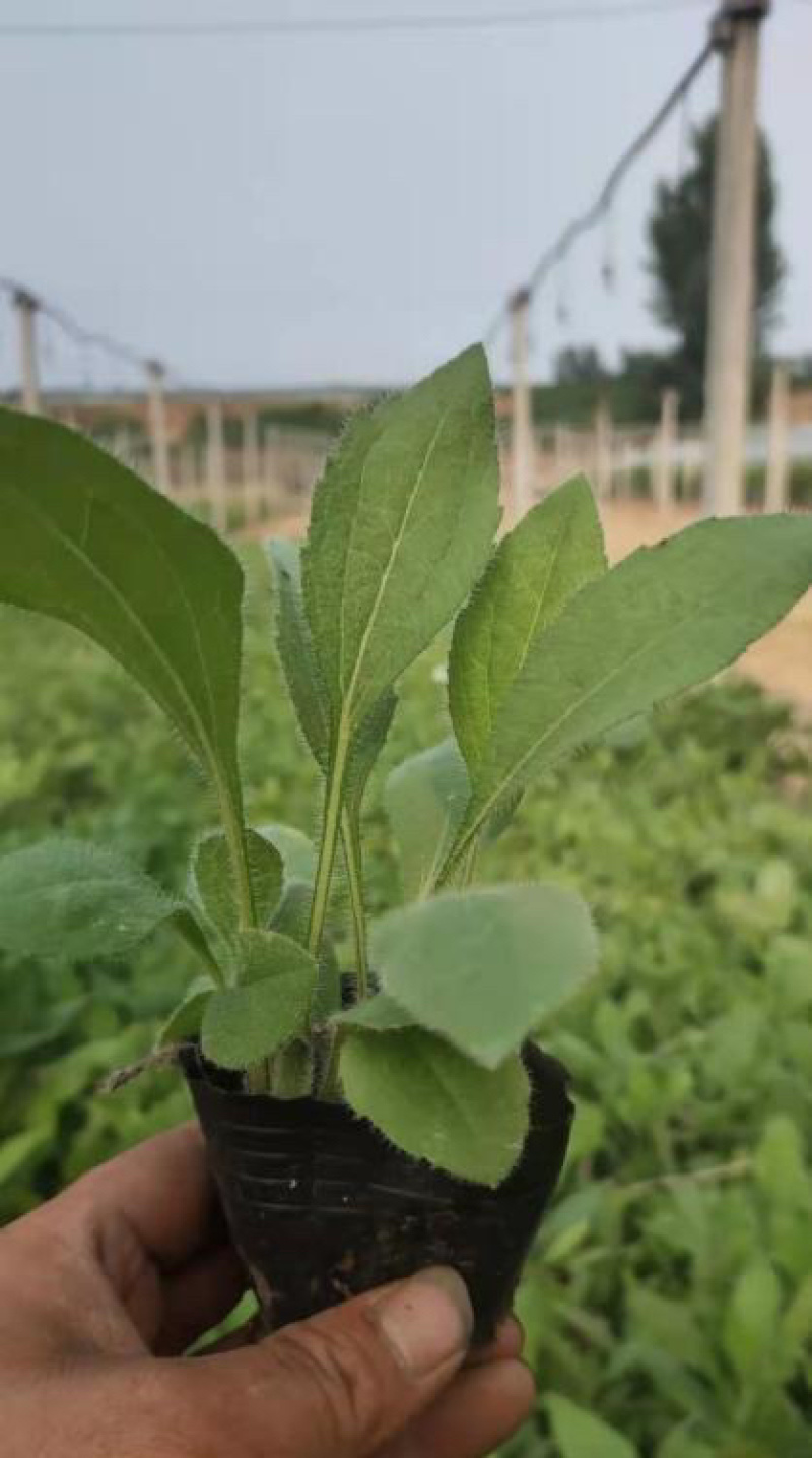 黑心菊，精品苗，黑心菊大量供应100万棵