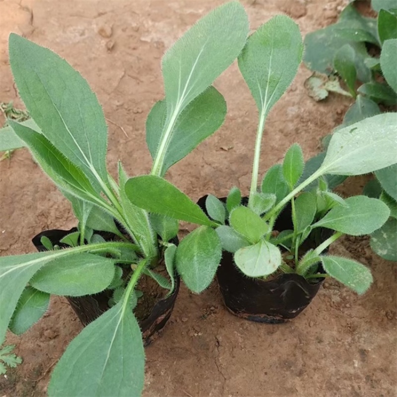 青州黑心菊，基地直发，黑心菊，大量供应