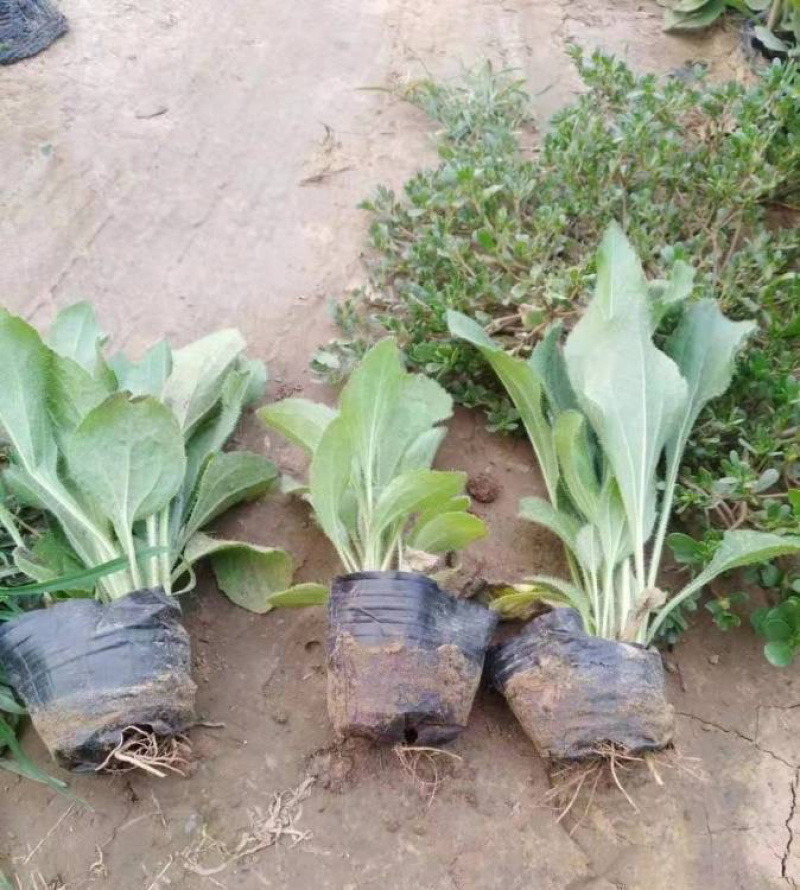青州黑心菊，基地直发，黑心菊，大量供应