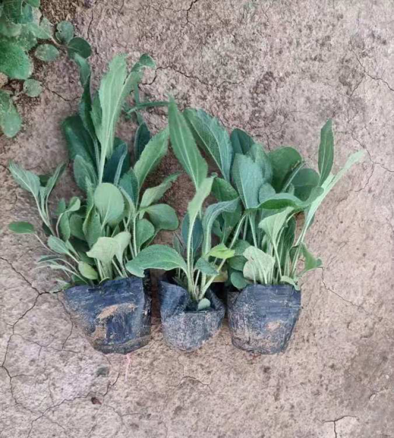 青州黑心菊，基地直发，黑心菊，大量供应
