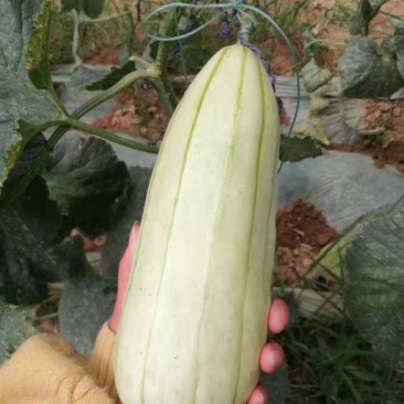 高石脆瓜
