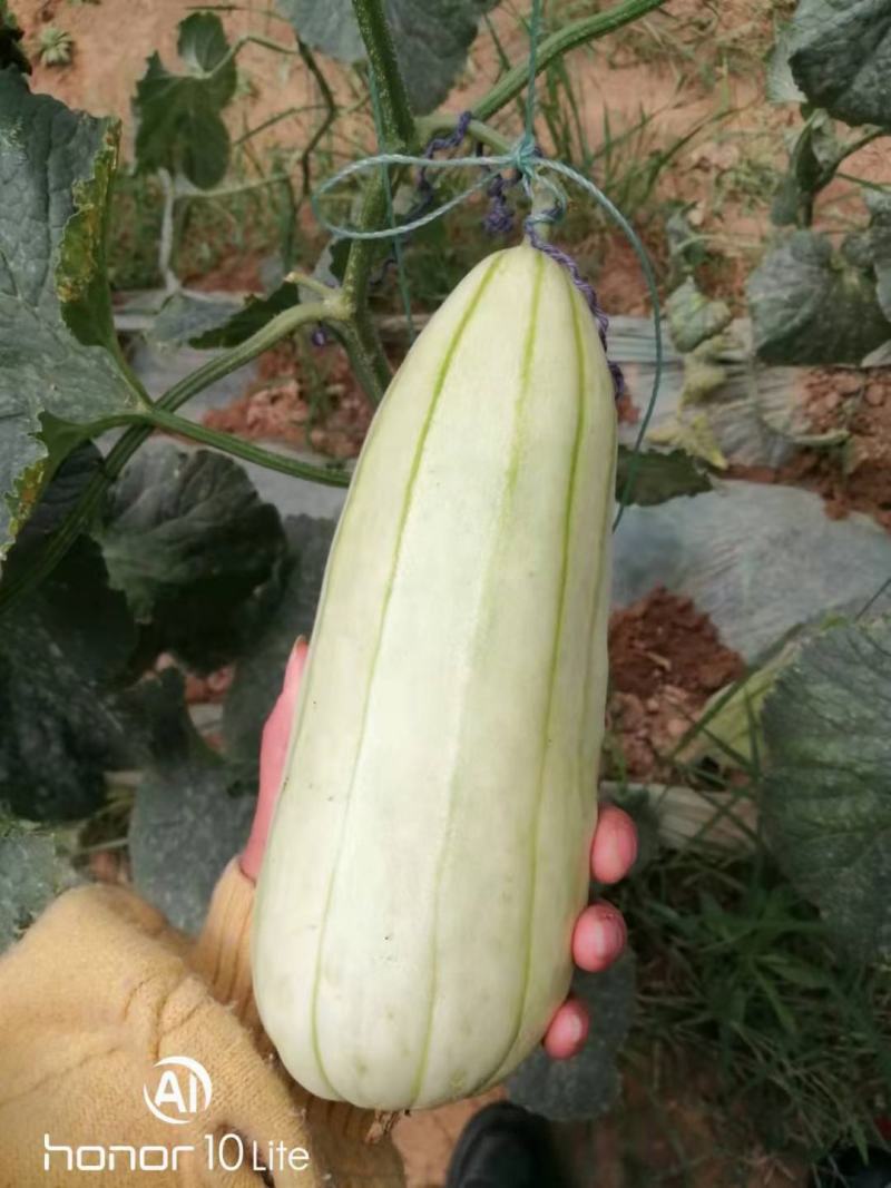 高石脆瓜