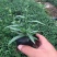 荷兰菊，精品苗，基地直发，大量供应荷兰菊苗