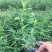 荷兰菊，精品苗，基地直发，大量供应荷兰菊苗