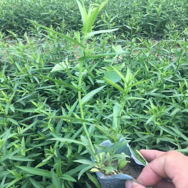荷兰菊，精品苗，基地直发，大量供应荷兰菊苗