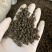 吴茱萸正品高含量吴茱萸小花净货无杂质产地直销量大从优