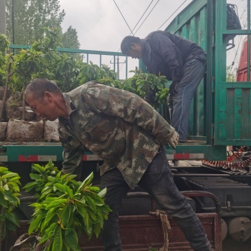 吉塞拉矮化樱桃苗品种规格俱全美植袋育苗随时发货