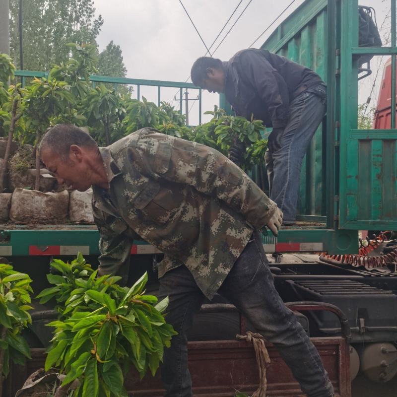 吉塞拉矮化樱桃苗品种规格俱全美植袋育苗随时发货