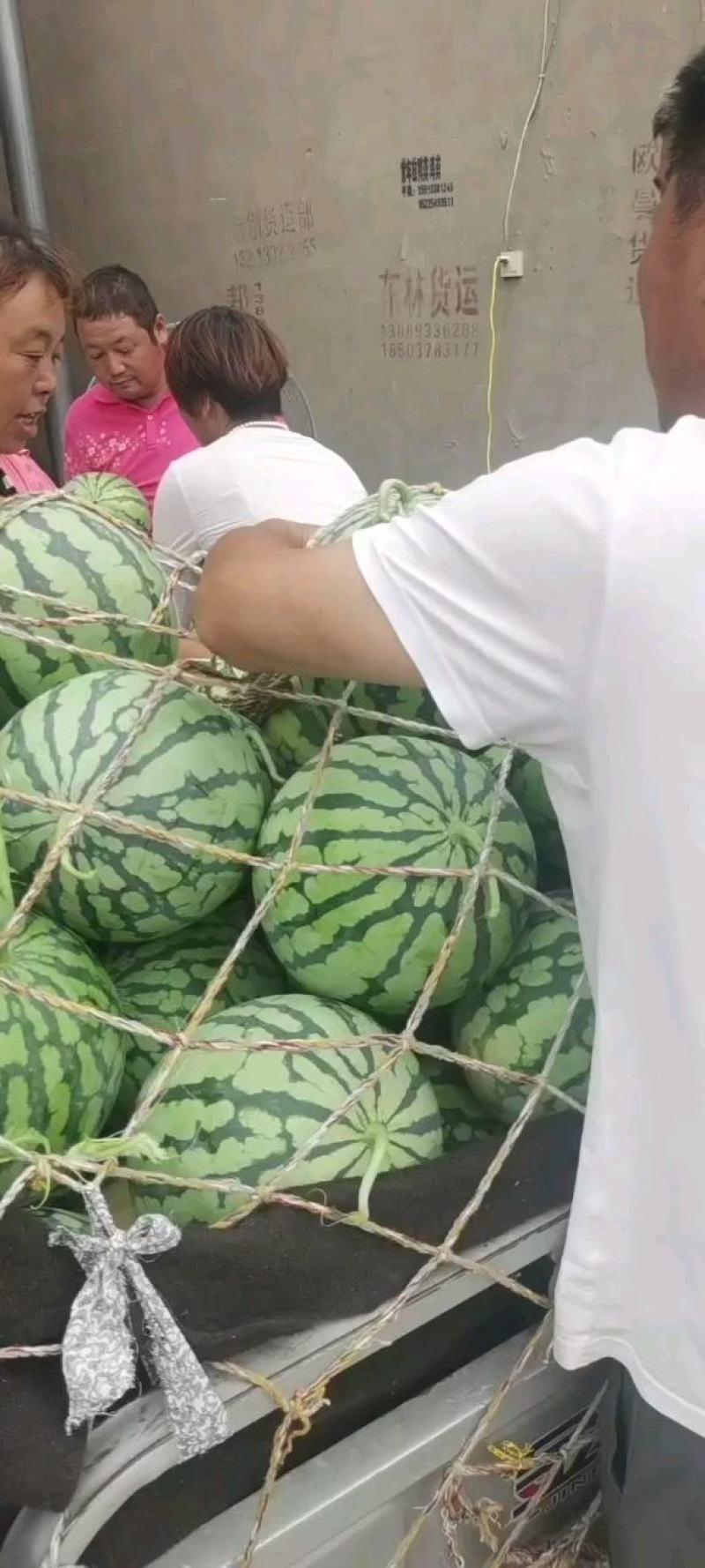 河南西瓜，开封西瓜，夏邑西瓜