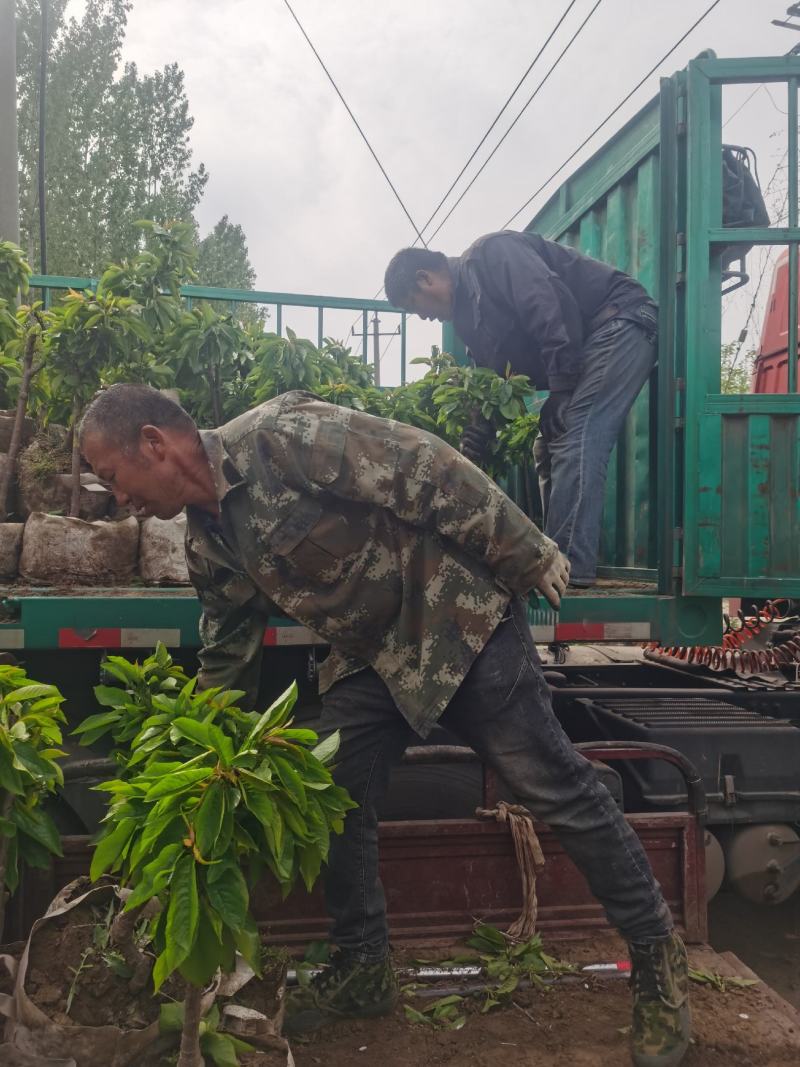 吉塞拉矮化樱桃苗品种规格俱全美植袋育苗随时发货