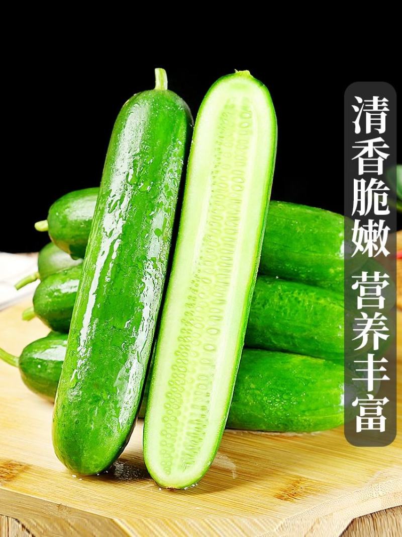 水果黄瓜，小黄瓜，常年供应，大量上市。