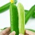 水果黄瓜,小黄瓜,常年供应,大量上市。