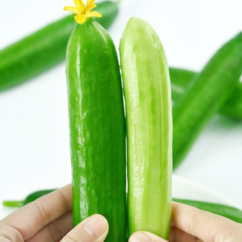 水果黄瓜，小黄瓜，常年供应，大量上市。