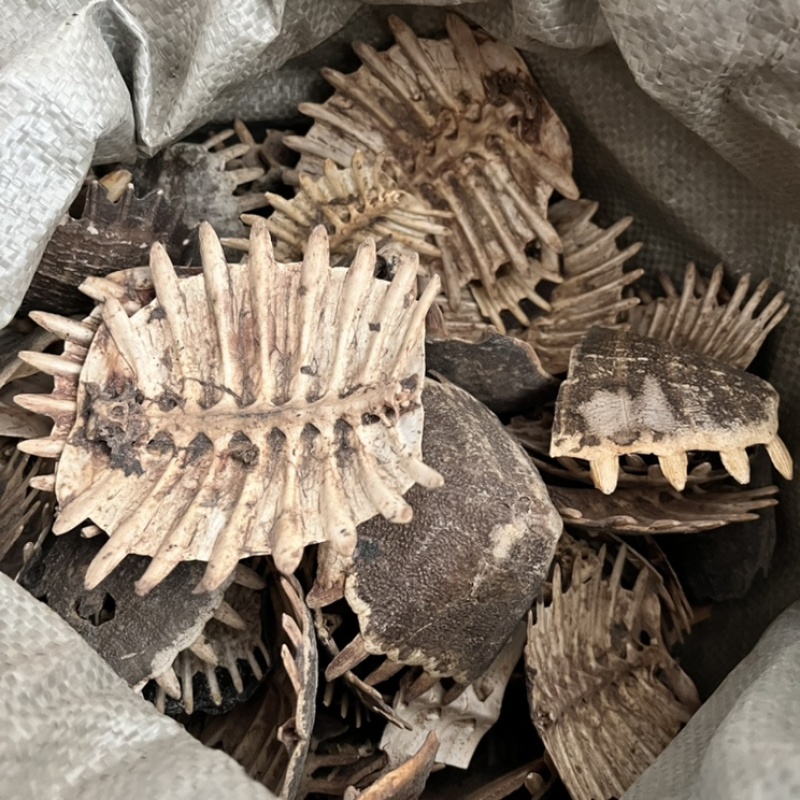 生鳖甲醋鳖甲选货各种规格当天发货批发各种中药材