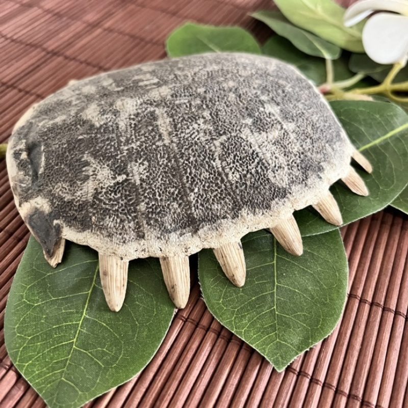 生鳖甲醋鳖甲选货各种规格当天发货批发各种中药材