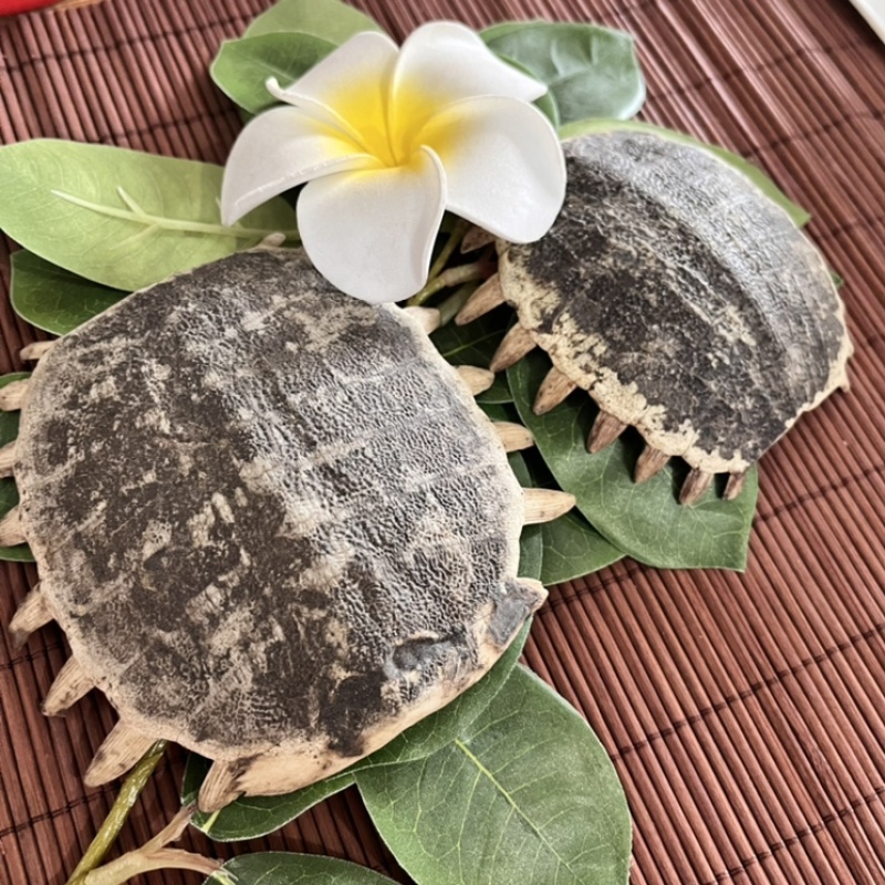 生鳖甲醋鳖甲选货各种规格当天发货批发各种中药材