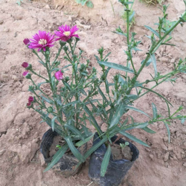 荷兰菊，多年生宿根花卉，基地直发，大量供应
