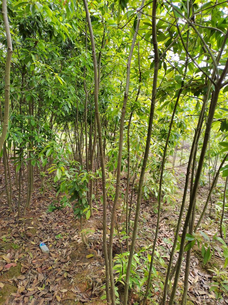江西木荷苗2公分木荷小苗地径2公分木荷树苗造林苗