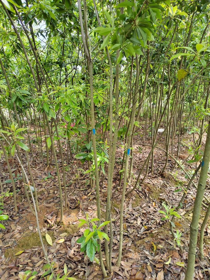 江西木荷苗2公分木荷小苗地径2公分木荷树苗造林苗