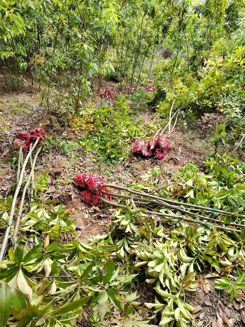 江西木荷苗2公分木荷小苗地径2公分木荷树苗造林苗