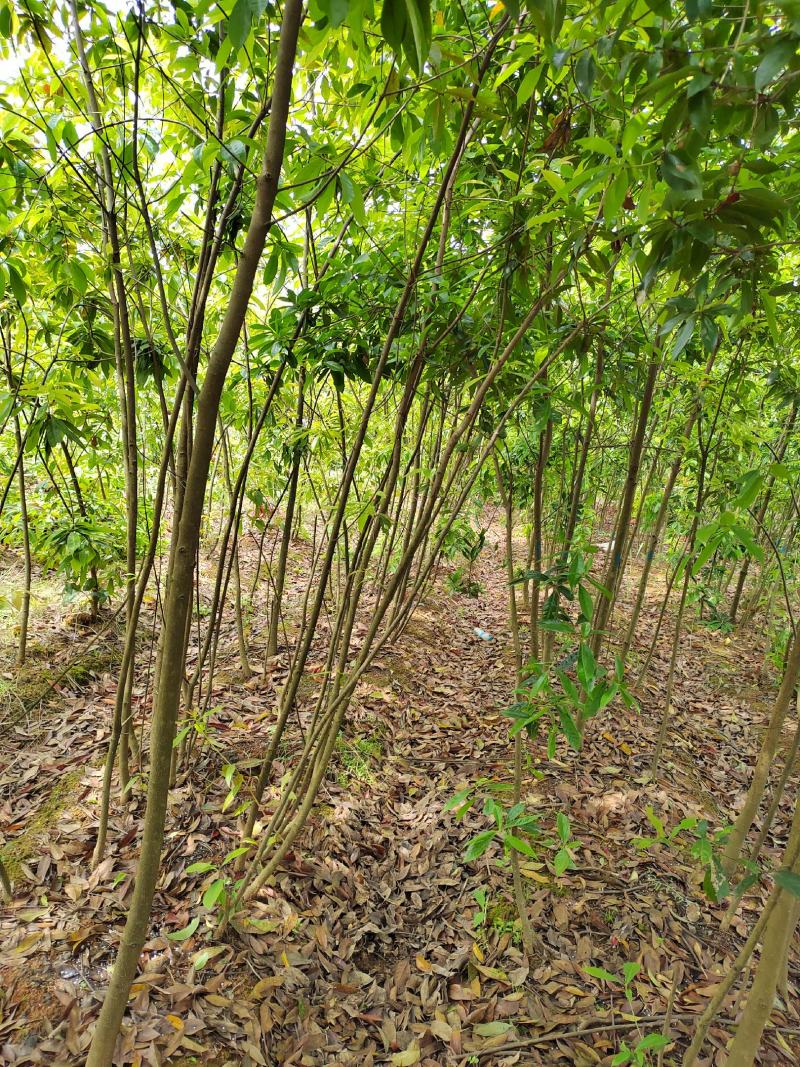 江西木荷苗2公分木荷小苗地径2公分木荷树苗造林苗