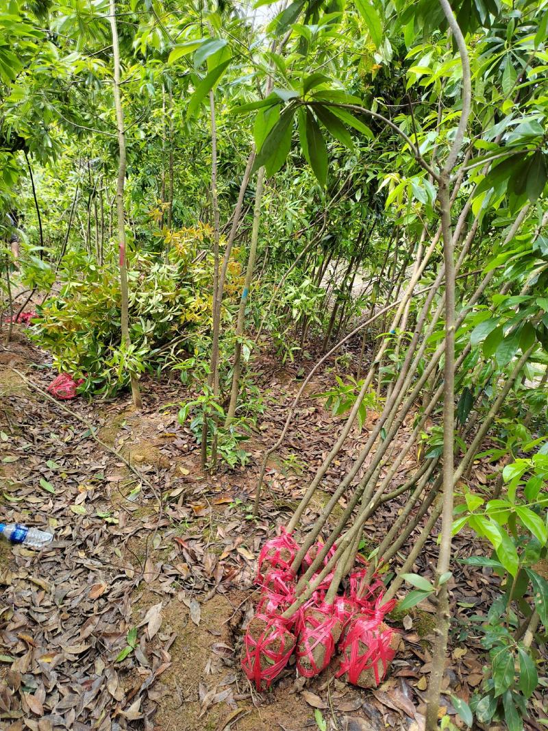 江西木荷苗2公分木荷小苗地径2公分木荷树苗造林苗