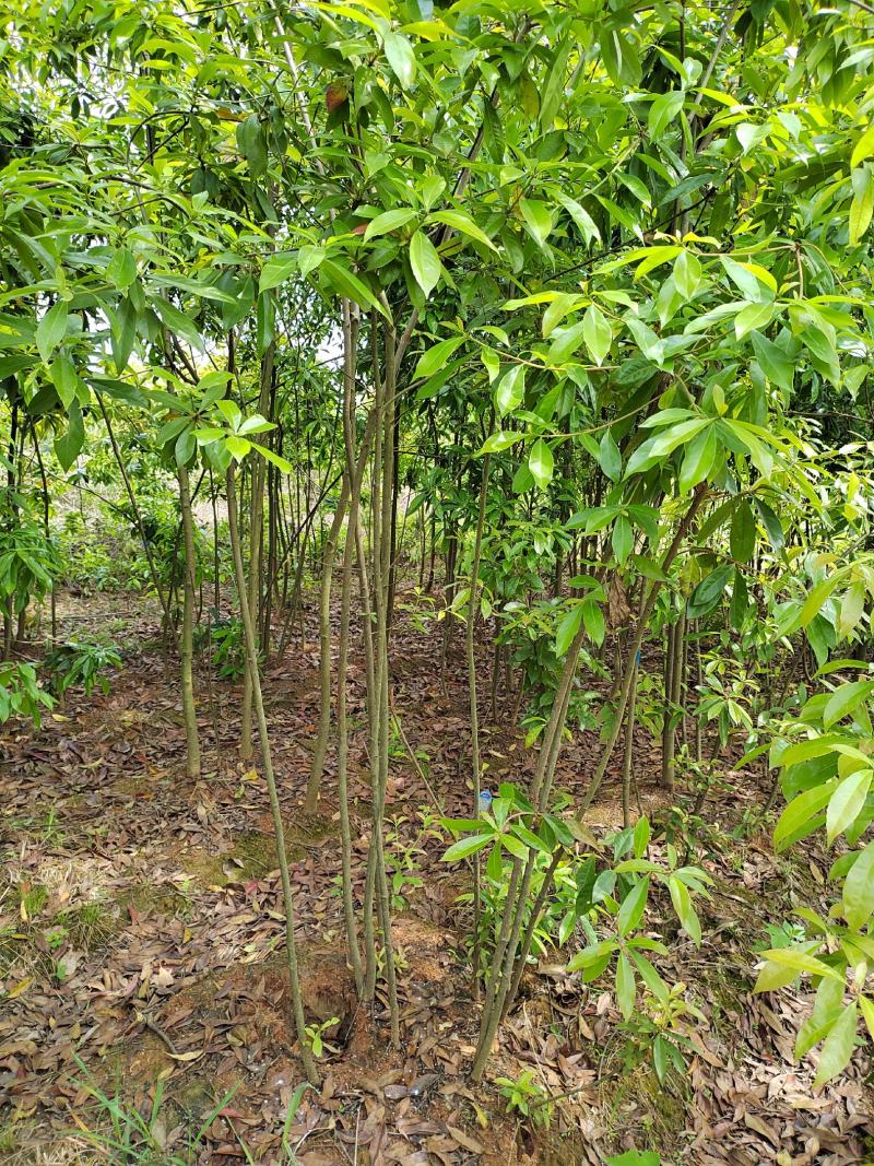 江西木荷苗2公分木荷小苗地径2公分木荷树苗造林苗