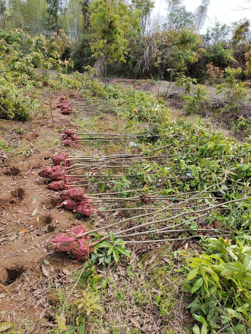 江西木荷苗2公分木荷小苗地径2公分木荷树苗造林苗