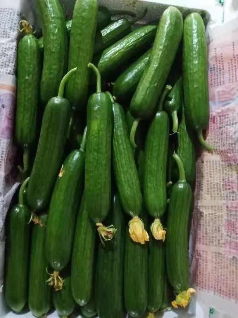 水果黄瓜，小黄瓜，常年供应，大量上市。