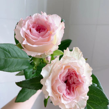 包邮洛神玫瑰20支云南鲜花玫瑰鲜切花批发一件代发