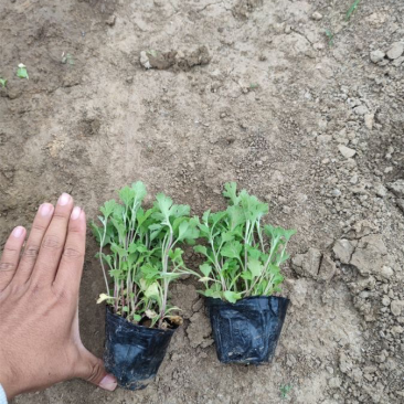地被菊，精品苗，地被菊种植基地，大量供应